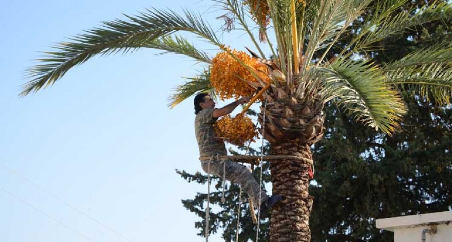 Lefke Hurma Festivali 5 Kasım’da