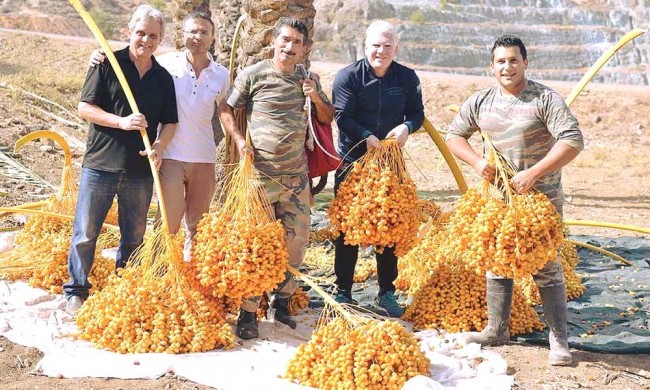 8.Lefke Hurma Festivali 5 Kasım pazar günü gerçekleşiyor.