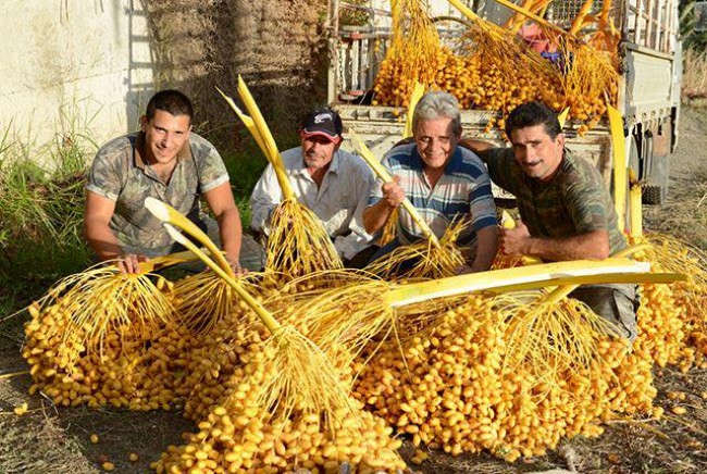 Geleneksel 8. LEFKE HURMA FESTİVALİ 5 Kasım Pazar günü gerçekleştiriliyor.